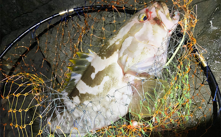 夜の磯釣りで2.4kgクエ浮上【山口】エサ取りが消えたタイミングで本命