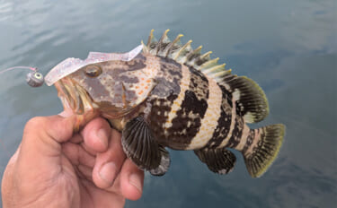 日中の漁港でエギング＆ロックゲーム！【福井】アオリイカとアオハタ連発で…