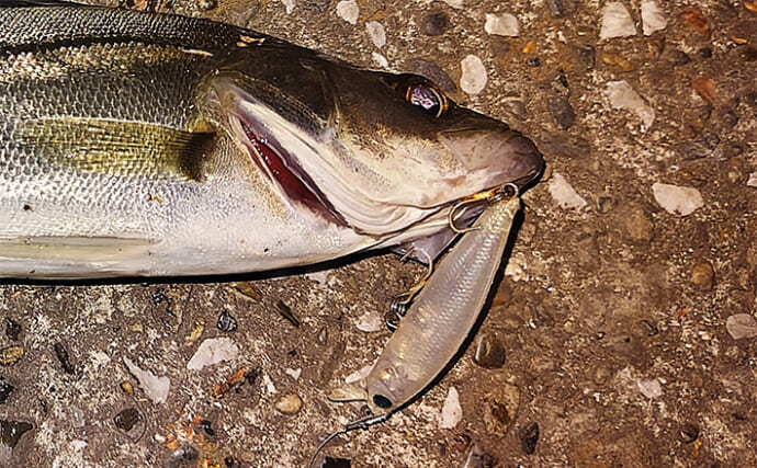 「スモールルアーの可能性は無限大！」小型ルアーでセイゴやフッコの数釣りを楽しもう