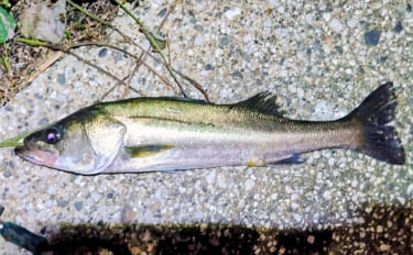 「魚がボイルしてるのにルアーにヒットしない！」 食わないボイルの攻略法…