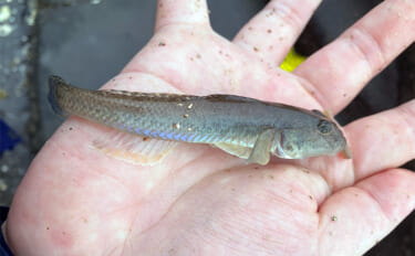 「雨で釣り場が貸切状態！」江戸川放水路のチョイ投げ釣りでハゼ137匹手…