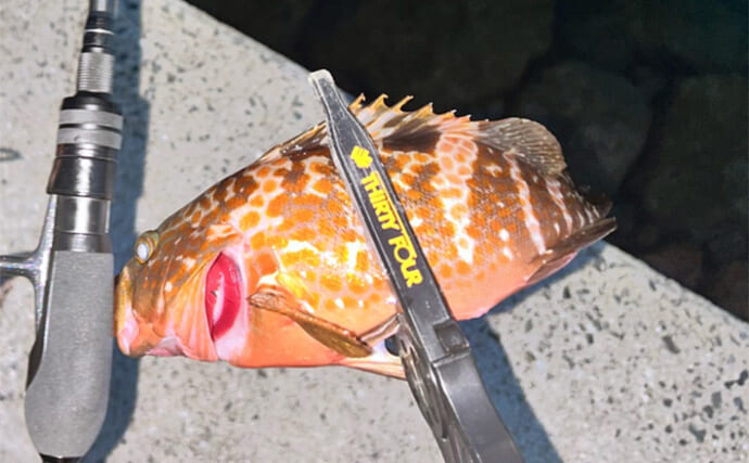 アジングタックルで秋のロックゲームに挑戦【熊本】スイミングでアコウをゲット！