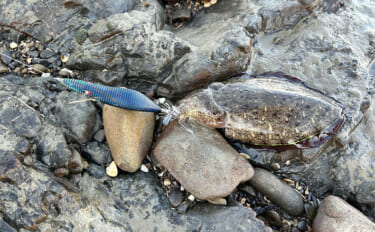 不人気エリアのゴロタ浜でエギングしてみた【熊本】まさかのコウイカ連発に…