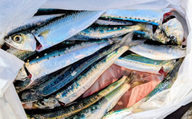 堤防サビキ釣りでマイワシが入れ食い！【宮城・女川】サイズは20cm級と…