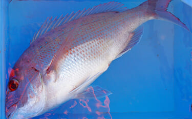 高砂沖マダイ釣りで2日連続本命キャッチ【兵庫】チョクリ仕掛けとタイラバ…