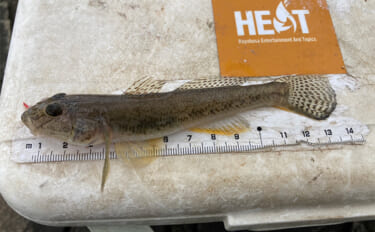 「正月の甘露煮用の魚を釣る！」ちょい投げ釣りで14cm頭に良型ハゼを手…