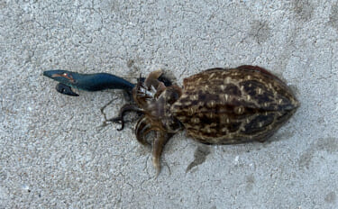 話題のエギを使ったエギングでコウイカ2発【熊本】動かさなくても釣れるエ…