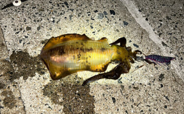 エギンガーから人気がない【潮流が速いポイントでエギング】してみた　良型…