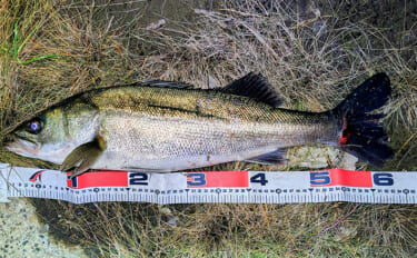 リバーシーバスゲームで62cm頭に良型シーバス3本キャッチ【千葉】流れ…