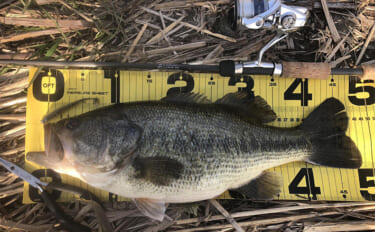 バスロッドの【ダブルフットガイドとシングルフットガイドの違いと使い分け…