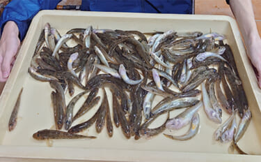 ミャク釣り＆チョイ投げでマハゼ148匹を手中！【岐阜・揖斐川】最大17…