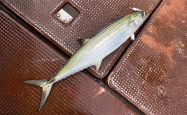 奥伊勢湾のサワラキャスティングゲームで60cm本命と対面成功　ブレード…