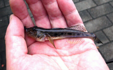 「潮変化を読んで良型連発！」佃堀のハゼ釣りで37尾キャッチ【東京・中央…