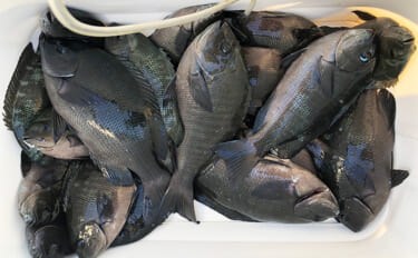 「秋磯の海中はまだまだ冬遠し？」磯フカセ釣りでアイゴの邪魔をかわして3…