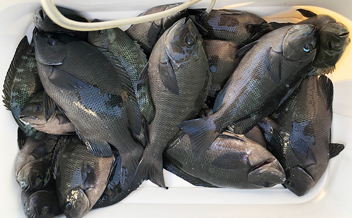 秋磯の海中はまだまだ冬遠し？」磯フカセ釣りでアイゴの邪魔をかわして