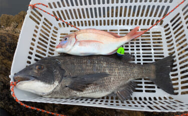 全国の海に対応可能！フカセ釣り用の高性能ウキ「エキスパートシリーズ」っ…