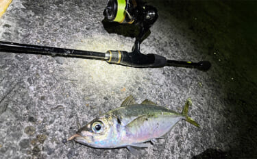 漁港アジング釣行で23cm良型アジを手中【大阪】小型アジ入れ食い＆メバ…