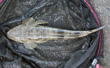 木曽川河口のルアーマゴチ釣りで43cm本命をキャッチ！ 年末までは楽し…