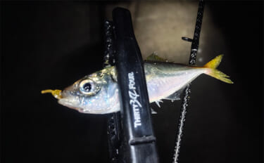 潮止まりの短時間アジングゲームで豆アジ5匹をキャッチ【愛知】ボトム意識…