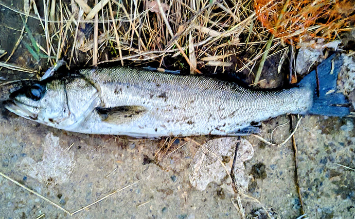 「条件が良すぎて苦戦？」村田川シーバス釣行で50cm級本命をキャッチ【千葉】