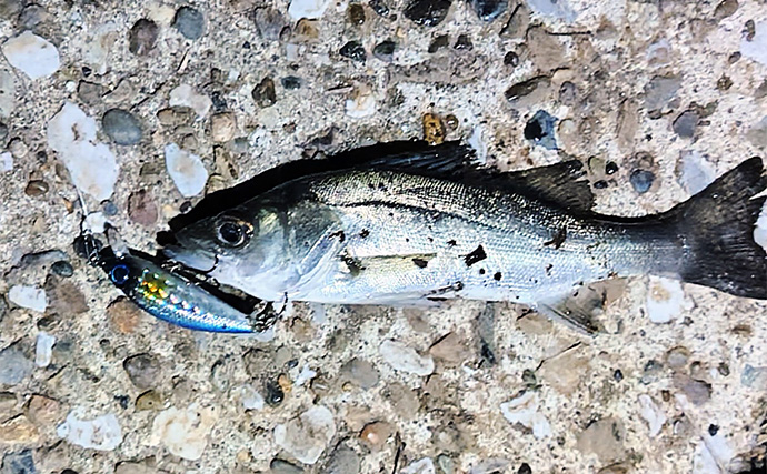 「スモールルアーの可能性は無限大！」小型ルアーでセイゴやフッコの数釣りを楽しもう