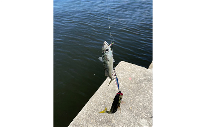 泉大津でのショアジギング釣行で無限サバ祭り【大阪】サゴシは不発