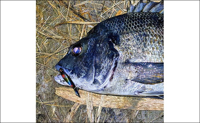 「魚がボイルしてるのにルアーにヒットしない！」 食わないボイルの攻略法2選