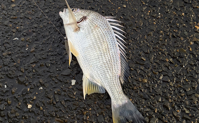 「早くメバリングがしたい！」 泉大津へのメバル調査釣行で小チヌ【大阪】