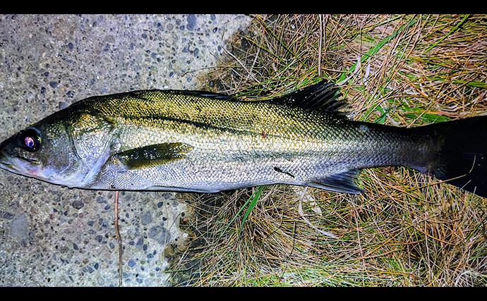 リバーシーバスゲームで62cm頭に良型シーバス3本キャッチ【千葉】流れの変化が肝