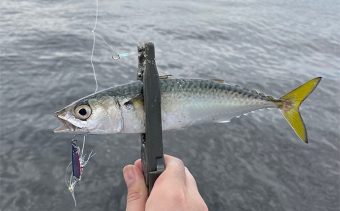 泉大津でのショアジギング釣行で無限サバ祭り【大阪】サゴシは不発