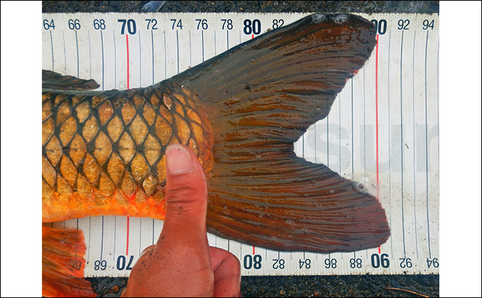 淡水五目釣りで91cm大型ゴイを手中【常陸利根川】ダントウボウとアメナマは連発