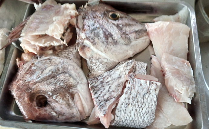 伊良湖沖のタイラバ釣行で75cm大ダイ降臨！【愛知】苦戦の末に劇的ヒット