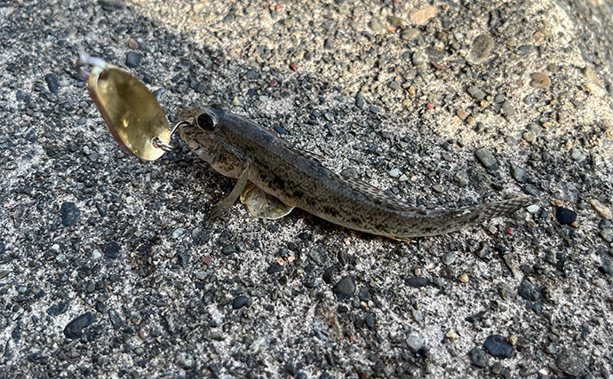 初めて買うルアーは「ダイソーの5gスプーン」で決まり！　コスパ高い＆しっかり釣れる