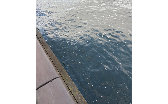 「早くメバリングがしたい！」 泉大津へのメバル調査釣行で小チヌ【大阪】