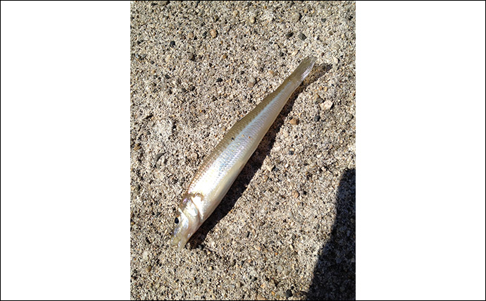 1年を通して陸っぱり釣りを楽しむ方法 【季節ごとのターゲットと真夏＆真冬の過ごし方】