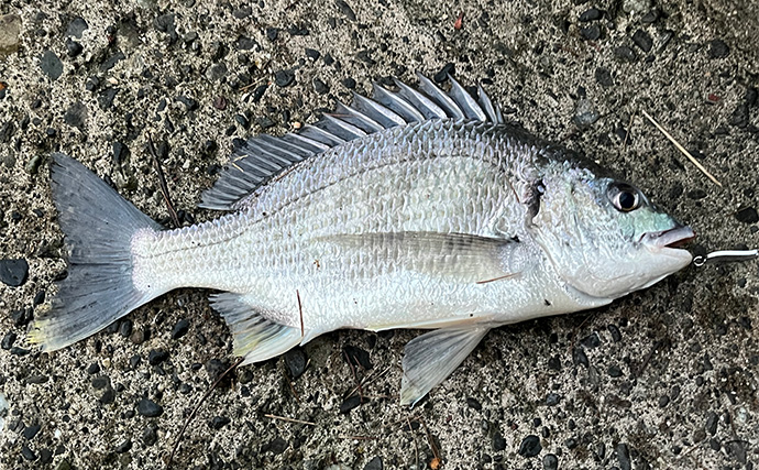 浜名湖ルアーフィッシングで37cmキビレをキャッチ！ ダイソースプーンただ巻きにヒット