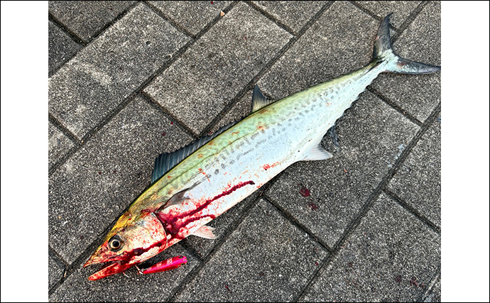 釣り人的【秋に美味しい魚介類】　旬の美味しさも釣ってたべればなお一層？