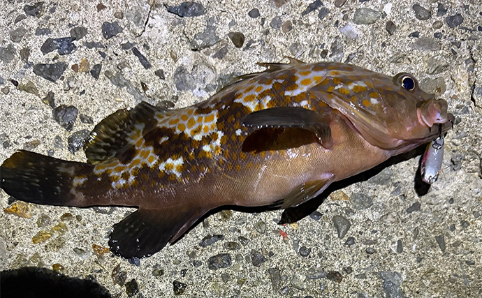 「そろそろメバルが釣れるかも？」 泉南ライトゲームでまさかのアコウ【大阪】