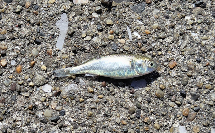 「魚がボイルしてるのにルアーにヒットしない！」 食わないボイルの攻略法2選