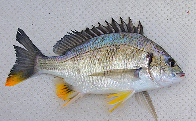 「サビキとタイラバどっちが好み？」疎遠だったタイラバ釣行でマダイにキビレ【兵庫】