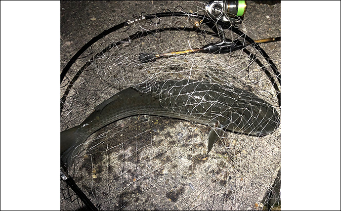 ボラがジャンプしていたら本命は釣れない？　周囲のフィッシュイーター有無のヒントに