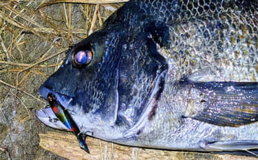 「食わないボイルが多発！」 バイブレーション早巻きで50cm超えクロダ…