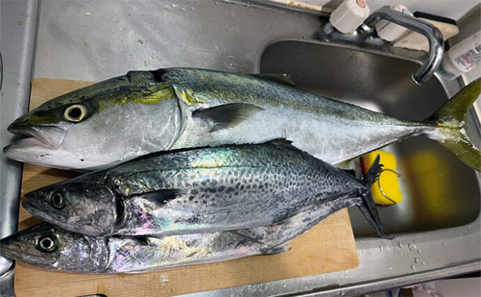 堤防でサゴシにワラサと青物が乱舞！【大阪湾】シーバスタックルでもキャッチ成功