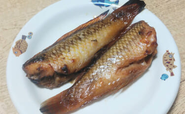 釣ったキュウセンベラで作る「焼き絞め」レシピ　香ばしさが最大の売り