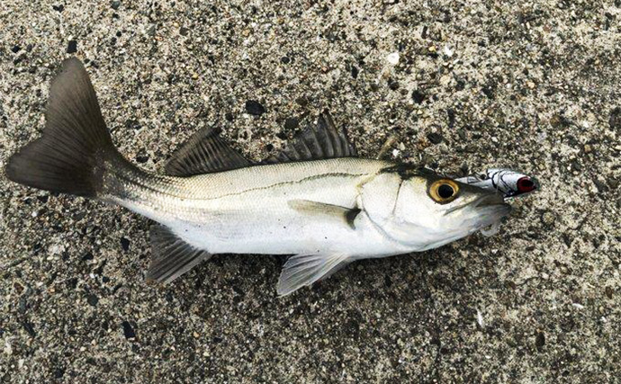 陸っぱりヒラメゲームのついでにシーバスを狙ったら入れ食い！　使用ルアーは『IJ16』のみ