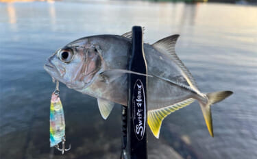 中紀エリアのライトゲームで良型メッキ連発！【和歌山】トップウォータープ…