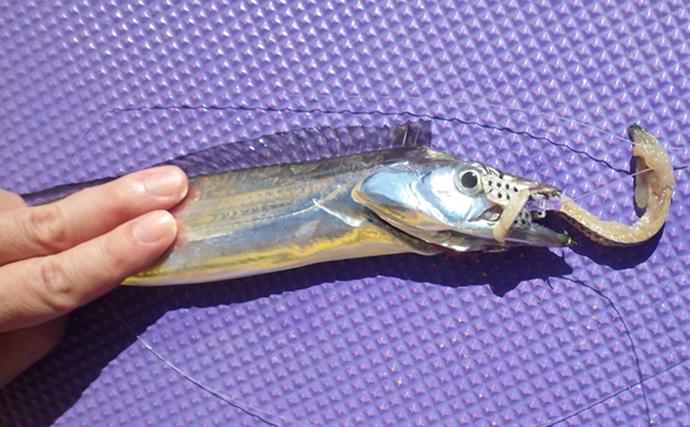 釣ったタチウオで作る「圧力鍋活用」レシピ：小太刀の生姜煮　放置プレイでOK