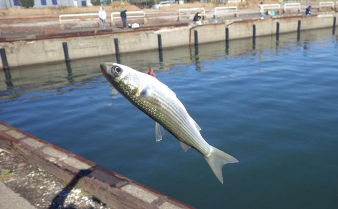 落ちハゼ釣りで13cm頭にマハゼ9匹をキャッチ【千葉】釣れれば良型率高め