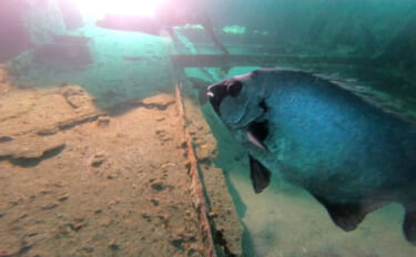 イシダイが＜磯の王様＞と呼ばれるワケ　最大の特徴は成長による体色の変化…