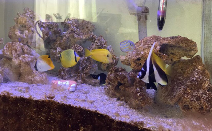 初めての【海水魚の自宅飼育】徹底解説　4つのステップとおすすめの魚とは？